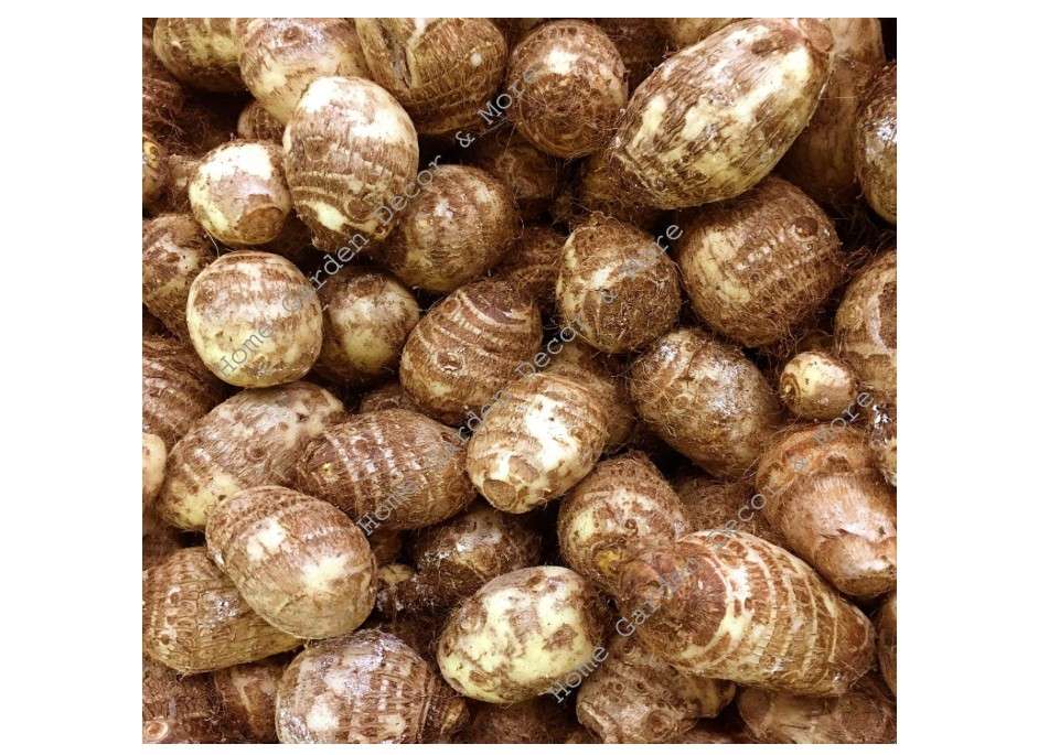 
READY TO GROW 15 Colocasia Esculenta Elephant Ear Taro Gabi Kalo Eddo Bulbs
