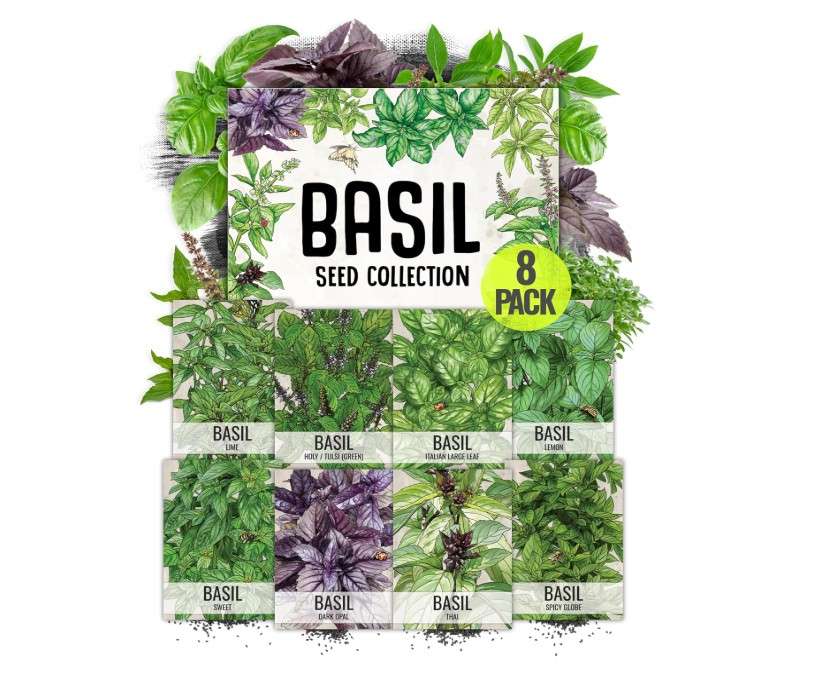 
Seed Needs, Culinary Basil Herb Seed Packet Collection (8 Individual Basil Seed Varieties for Planting) Non-GMO & Untreated