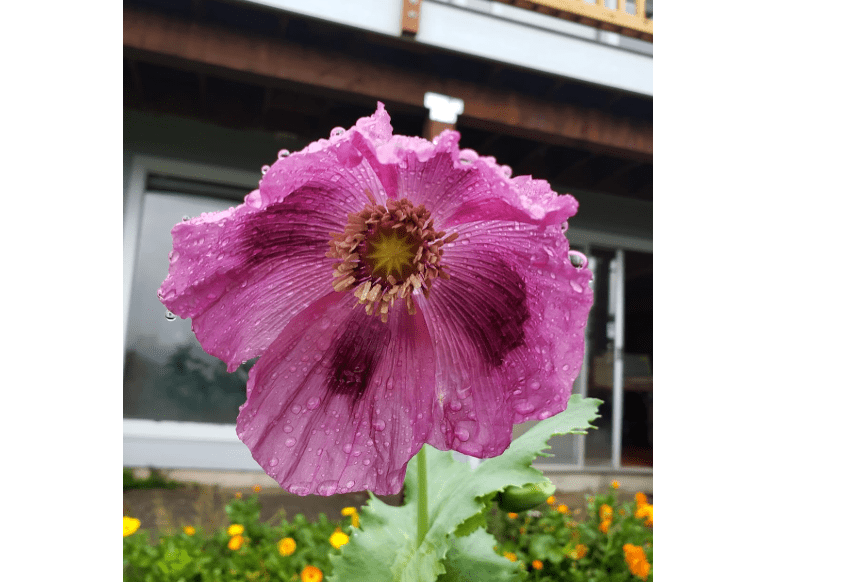 
Generic +1 OZ Purple Hungarian Breadseed Poppy Seeds Organic and Fresh 100,000 Seeds Papaver Somniferum for Planting or Eatin