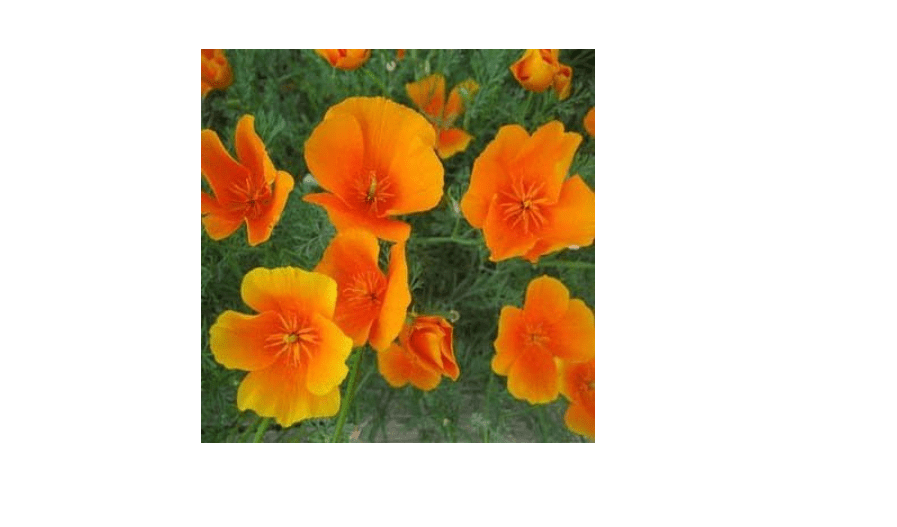 
Outsidepride Eschscholzia Orange California Poppy Seeds - 1 lb. Annual, Native, Drought Tolerant Wildflower Seeds w/Vi