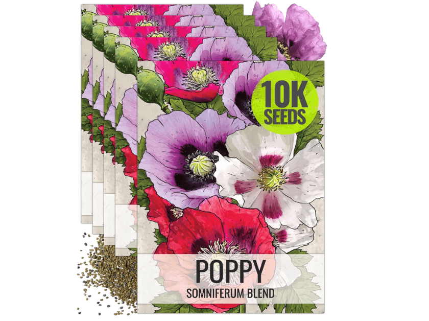
Seed Needs Mixed Somniferum Poppy Seeds for Planting - Heirloom & Open Pollinated Annual Flowers - Colorful Masses of Wildflowers
