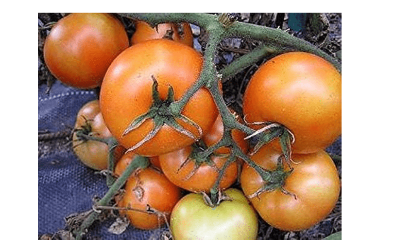 
Mountain Princess Tomato Seed