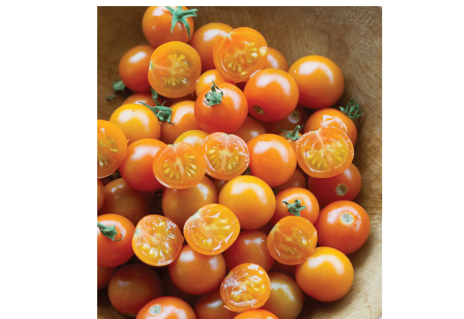 
Burpee 'Sun Gold' Hybrid, Sweet Orange Cherry Tomatoes