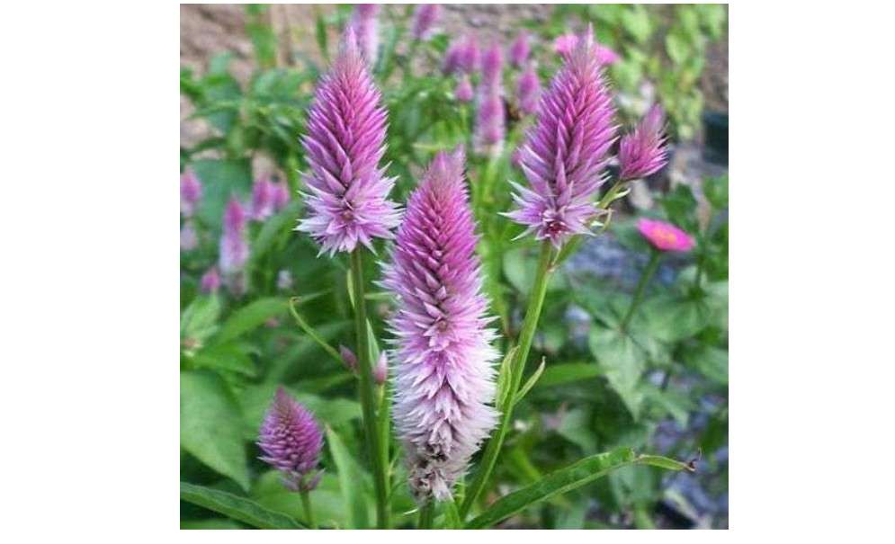 
Outsidepride Spicata Celosia Seeds - 1000 Pcs Perennial Tall Weather-Resistant Flower Seeds for Planting Vibrant Plumes, Great for Containers, Borders