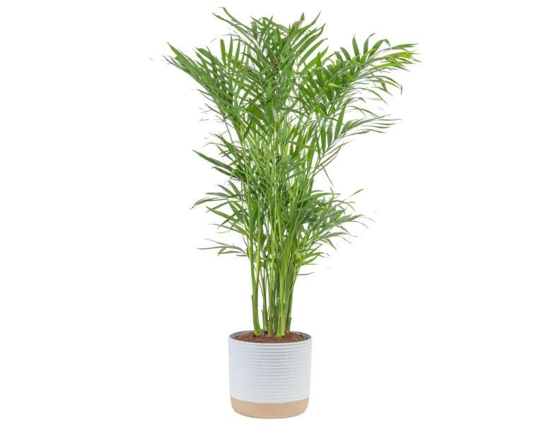 
Costa Farms Cat Palm, Live Indoor Houseplant in Garden Plant Pot, Floor House Plant Potted in Potting Soil, Housewarming Gift for New Home,