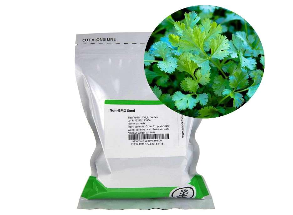 
Slow Bolt Cilantro Herb Garden Seeds - 4 Oz - Non-GMO, Heirloom, Organic - Herbal Gardening & Microgreens Seeds (Coriander)