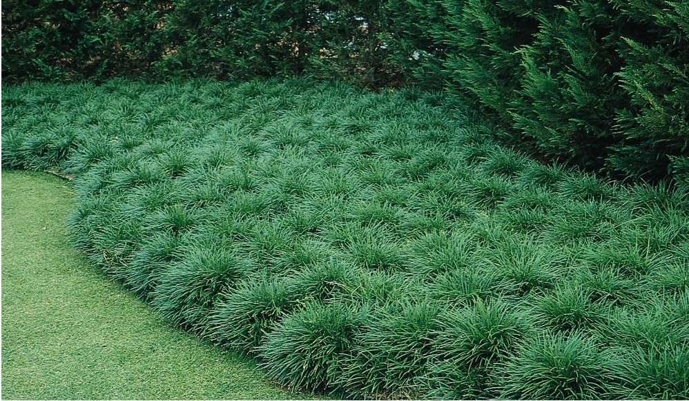 Mondo Grass - 10 Live Plants - Ophiopogon Japonicus - Shade Loving Evergreen Groundcover