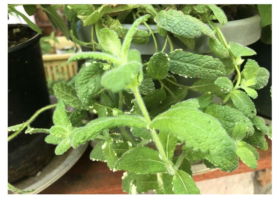 
1 Package of Variegated Pineapple Mint (Mentha Suaveolens ‘Variegate') - 30 Seeds Per Package