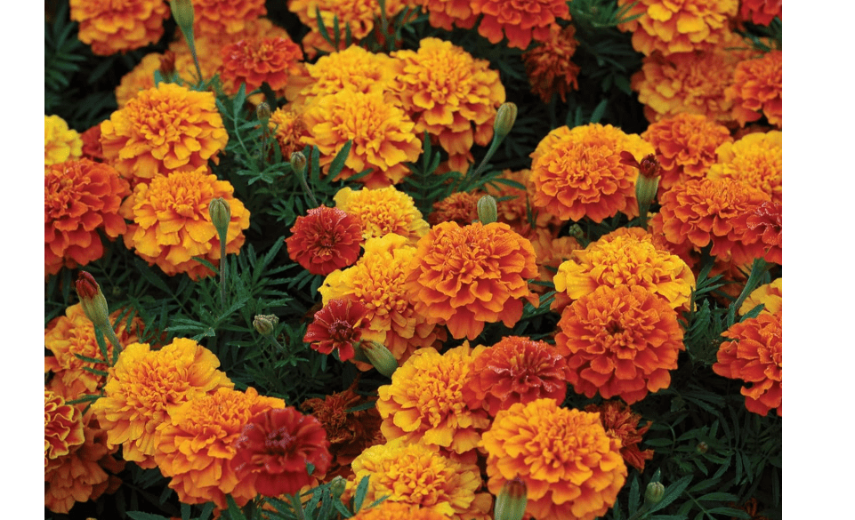 
Burpee Triple Treat Marigold Seeds 50 seeds