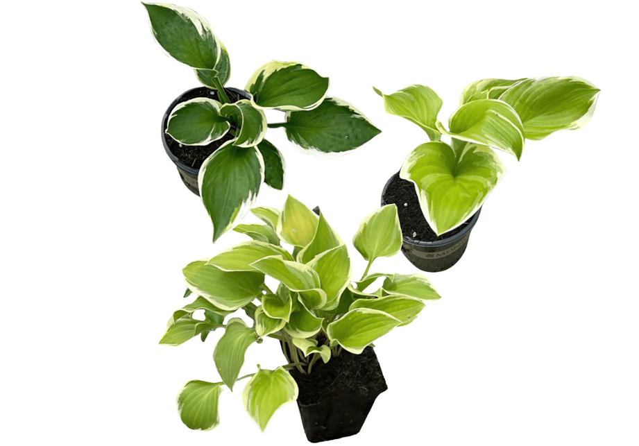 
Live Perennial Hosta - Assorted Varieties (3 Plants Per Pack) Beautiful Accent Plant, 10" Tall by 4" Wide in 1 Qt Pot