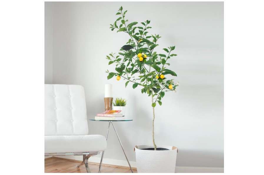  Brighter Blooms - Meyer Lemon Tree, 2-3ft. - No Shipping to AL, AZ, 