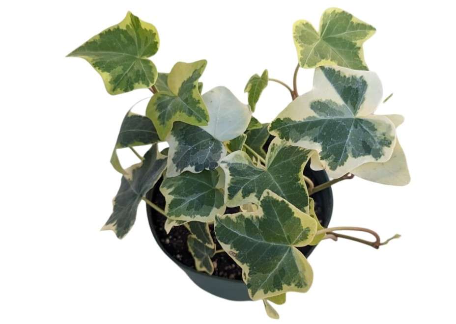 
Gold Child English Ivy Plants, 3-Pack, 4" Pots