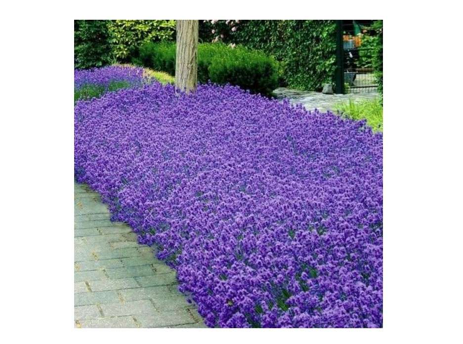 
Lavender Munstead Flower Seeds (Lavandula Angustifolia) 100+Seeds