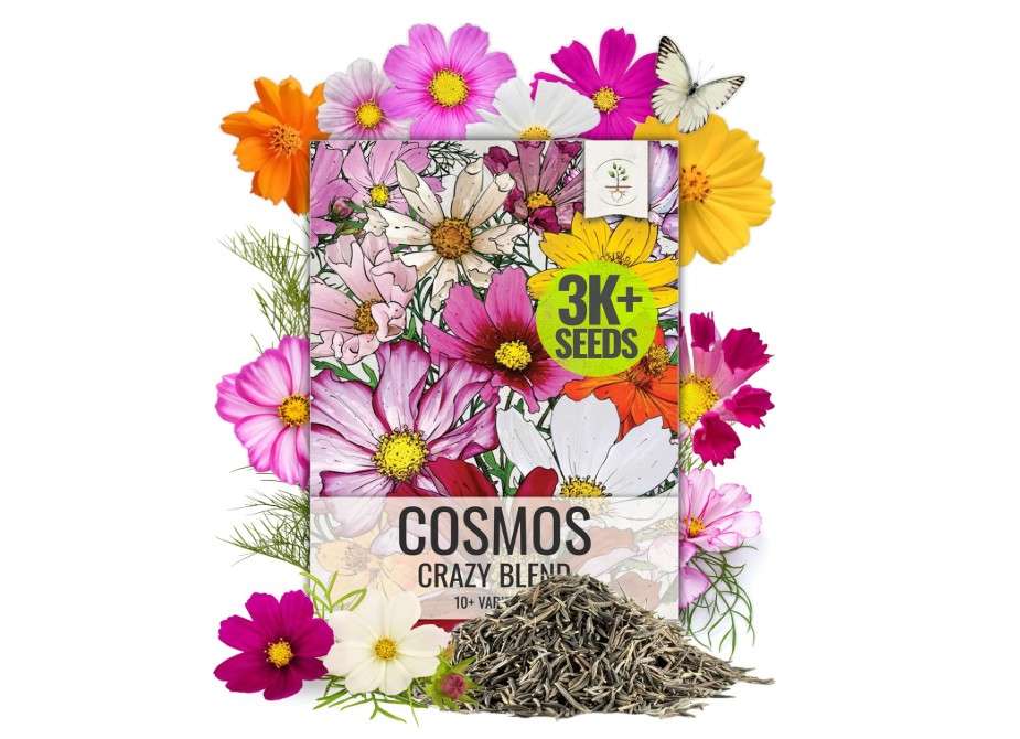 Seed Needs Flower Seeds Cosmos Crazy Blend No Filler 10+ Varieties Cosmos | Cosmo Bipinnatus Open Pollinated Untreated | Resealable Packaging Keeps Seeds