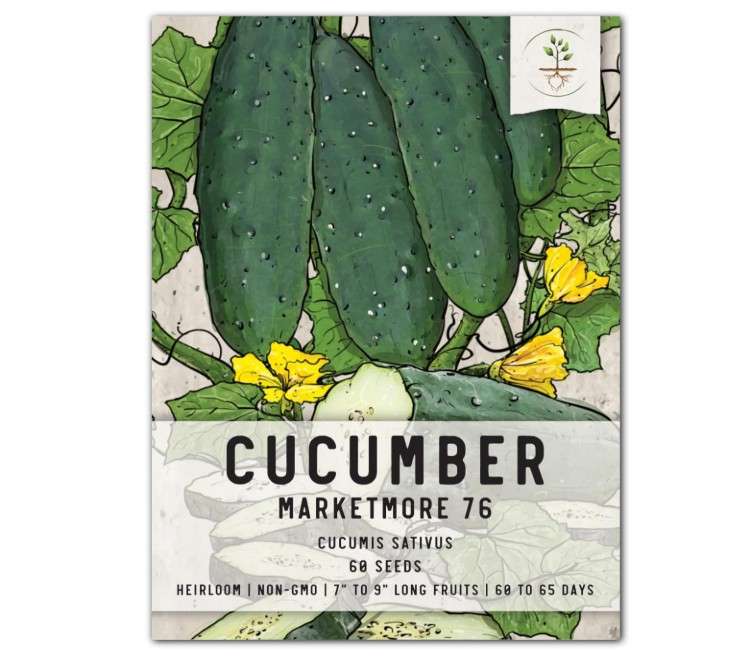  Seed Needs, Marketmore 76 Cucumber Seeds - 60 Heirloom Seeds for Planting Cucumis sativus - Fresh Non-GMO & Untreated Produce in Your Own Home Garden