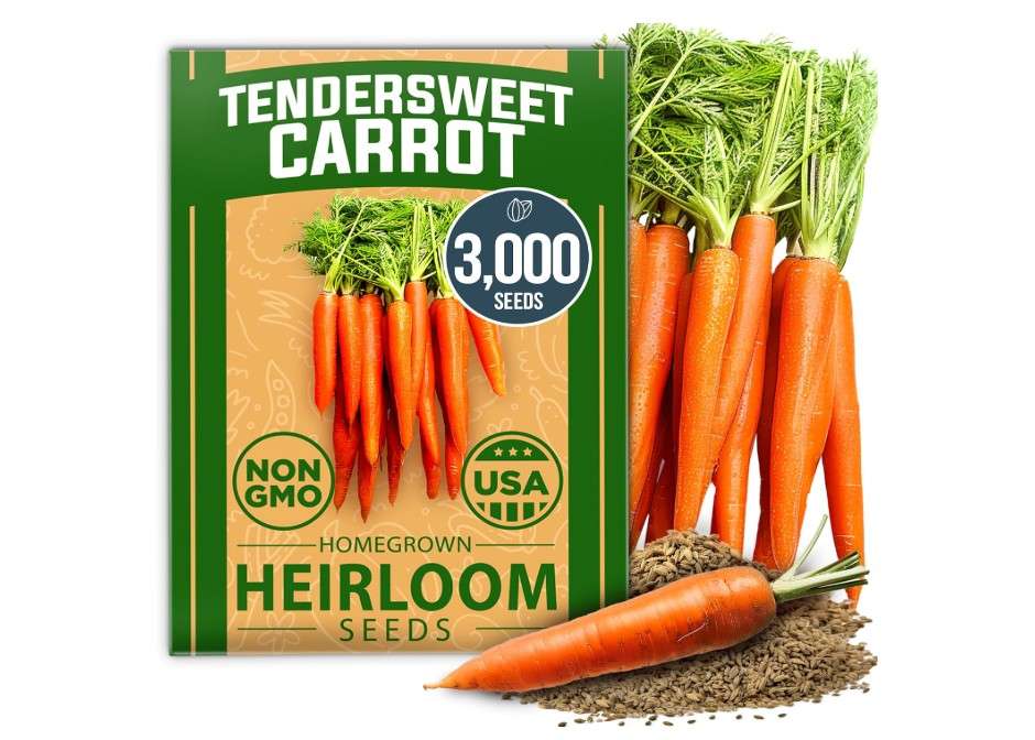 
HOME GROWN 𝗨𝗦𝗔 𝗣𝗥𝗘𝗠𝗜𝗨𝗠 Tendersweet Carrots Pack (Daucus carota subsp. sativus) - 3000 𝗡𝗢𝗡-𝗚𝗠𝗢 Heirloom Seeds for Planting Outdoors