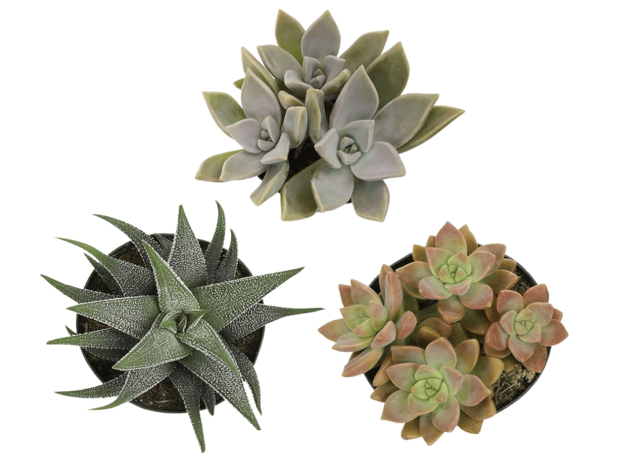 
Altman Plants Pet Friendly Plant Pack (3PK) Real Succulents, Pet Safe Plants & Succulent Plants, Live Succulents, Pet Friendly Plants, Live Plants &