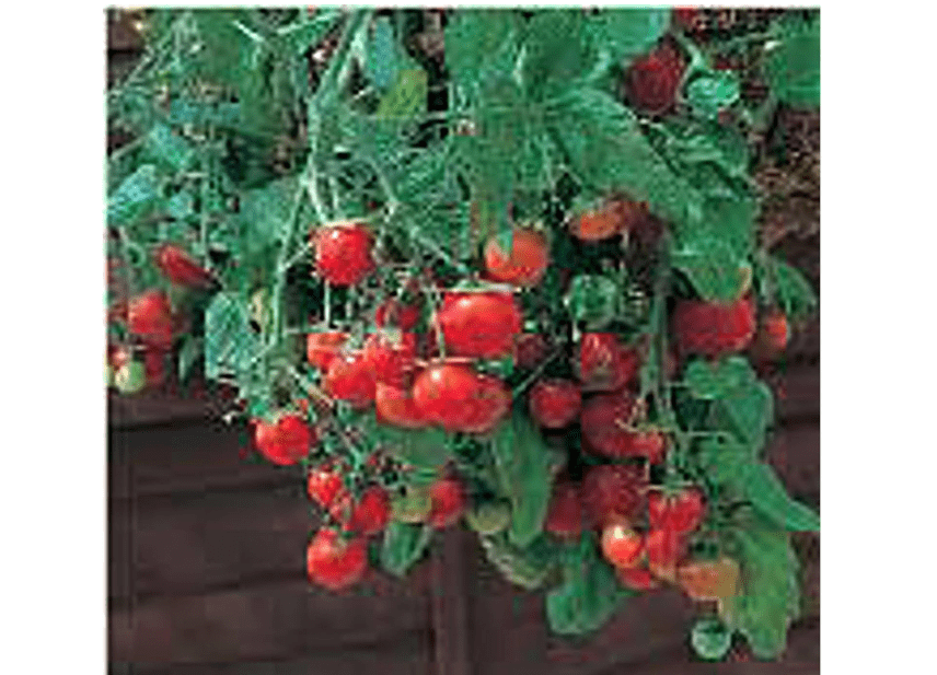 
Tumbling Tom Tomato (Red) Seeds (45 Seeds) Seeds for Planting, Farm, Growing in Garden, Greenhouse, Vegetable,