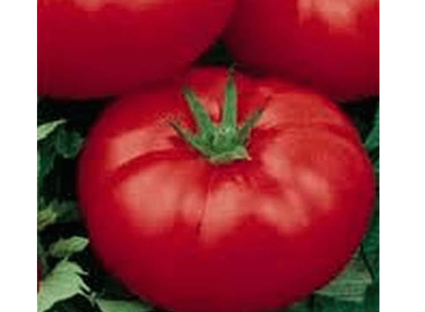 
Wisconsin 55 Tomato (Heirloom) Seeds (40 Seeds) Seeds for Planting, Farm, Growing in Garden, Greenhouse