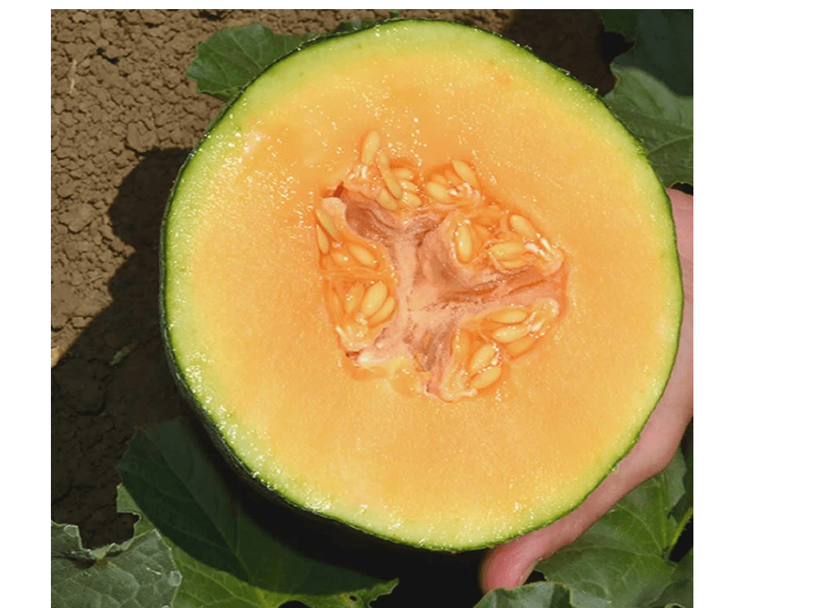 
Cantaloupe Melon Garden Seeds - Ambrosia Hybrid - 25 Seeds - Non-GMO, Vegetable Gardening