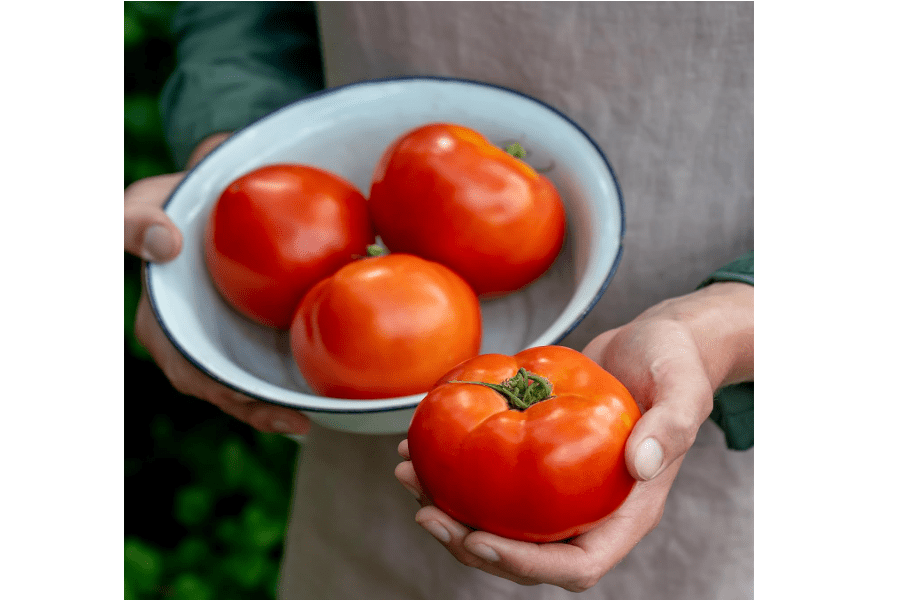 
Burpee 'Celebrity' Hybrid Red Tomato Slicer 35 Non-GMO Seeds for Planting Disease-Resistant and Award-Winning Variety Big Juicy Tomato for Summer