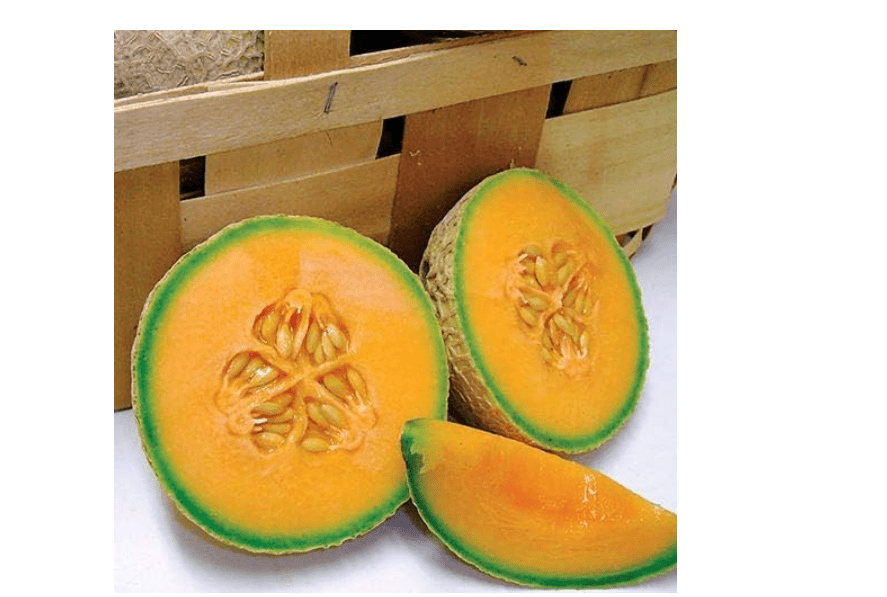 Park Seeds Sugar Cube Melon Cantaloupe, Succulent and Sweet, Pack o