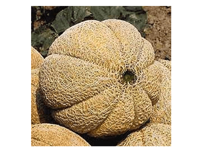 Charentais Cantaloupe Seeds - Super-Sweet Tropical Taste Exotic Fragrance.(100 - Seeds)