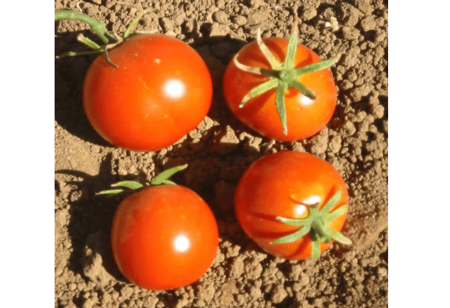 
Tomato Garden Seeds - Glacier - 100 Seeds - Non-GMO, Heirloom, Vegetable Gardening