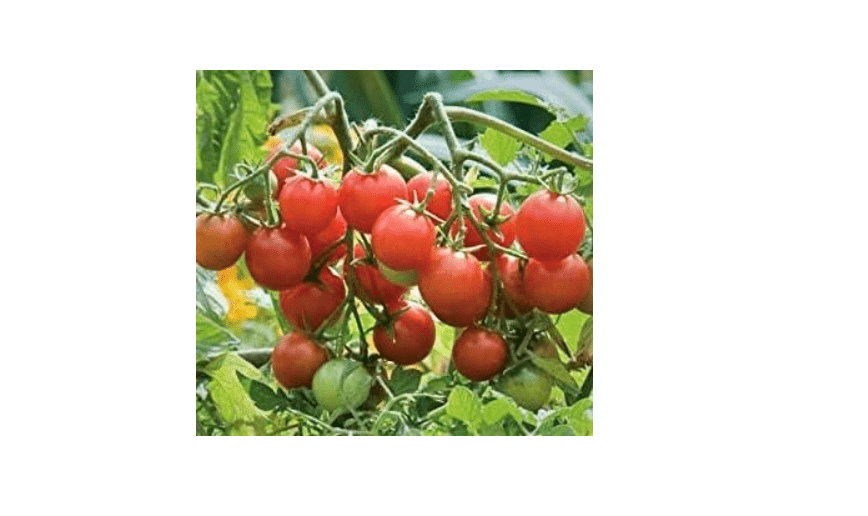 
Tomato Sweetheart of The Patio Starter Plant