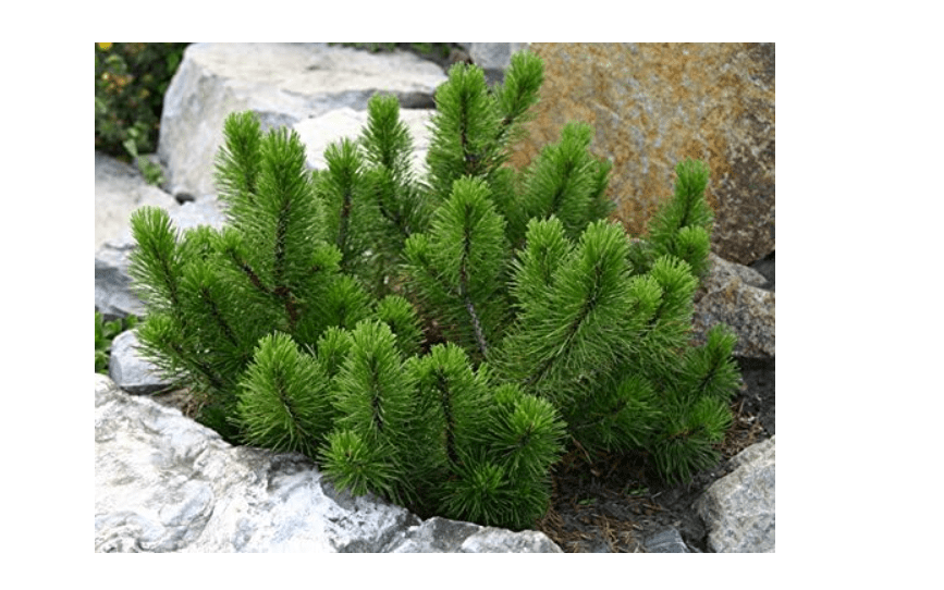 
Dwarf Mugo Pine - Pinus mugo 'Mughus'