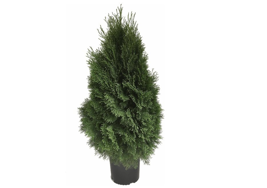 
Emerald Green Arborvitae (Thuja Occidentalis 'Smaragd') - 3 Gallon Pot, Dense Evergreen Privacy Hedge, Ideal for Landscaping, Cold-Hardy