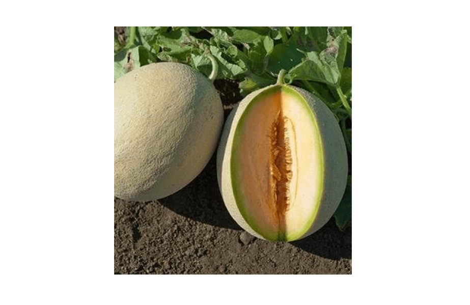 
Cantaloupe Sarahs Choice 1,000 Seeds