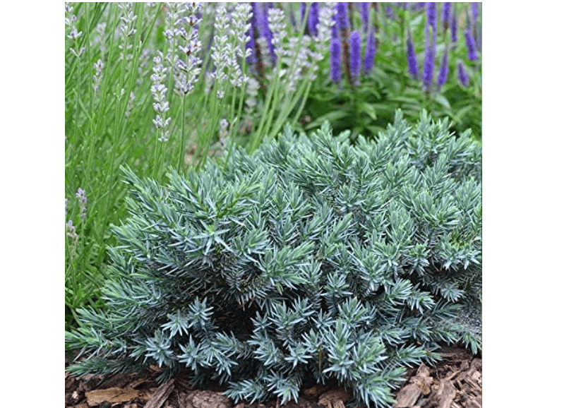 
Blue Star Juniper - 3 Live Plants - Juniperus Squamata - Low Maintenance Evergreen Groundcover