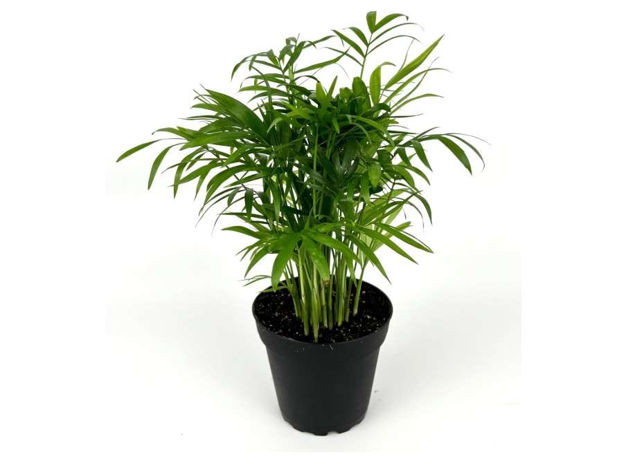 
Chamaedorea Elegans Parlor Palm, Neanthe Bella Palm in 4" Pot