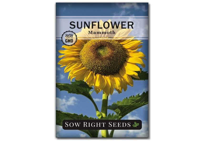 
Sow Right Seeds - Mammoth Sunflower Seeds to Plant - Grow Giant Sunflowers in Your Garden - Non-GMO Heirloom Seeds for Planting an Outdoor Garden - Bright