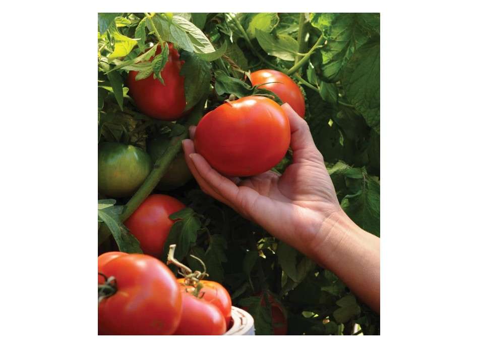 
Burpee 'Better Boy' Hybrid Tomato Seeds , Large Slicing Red Tomato Variety , 30 Non-GMO Vegetable Seeds for Planting , Disease-Resistant Tomato 