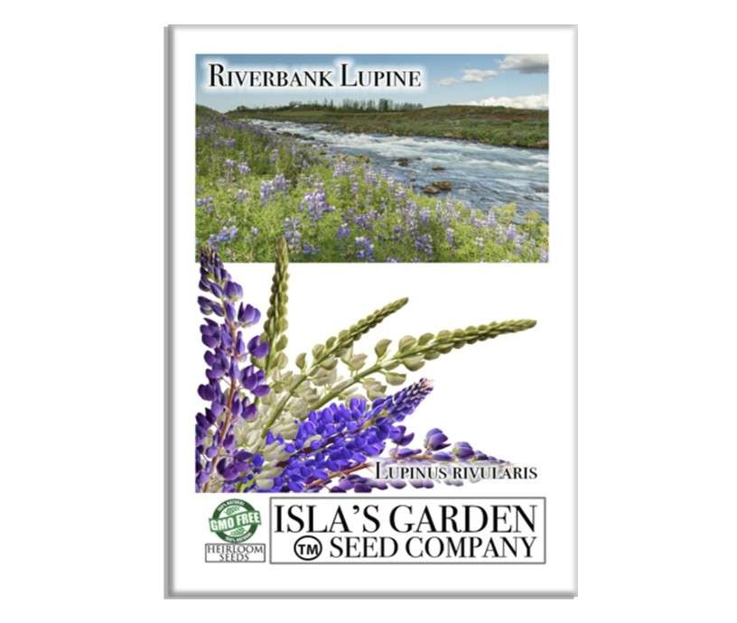  Riverbank Lupine Flower Seeds, 100+ Heirloom Seeds Per Packet, (Isla's Garden Seeds), Botanical Name: Lupinus rivularis, Non GMO Seeds
