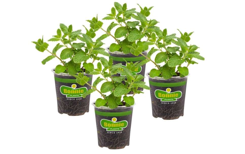 
Bonnie Plants Sweet Mint Live Edible Aromatic Herb Plant - 4 Pack, Easy To Grow, Non-GMO, Perennial In Zones 5 to 11, Used In Teas & Other Beverage
