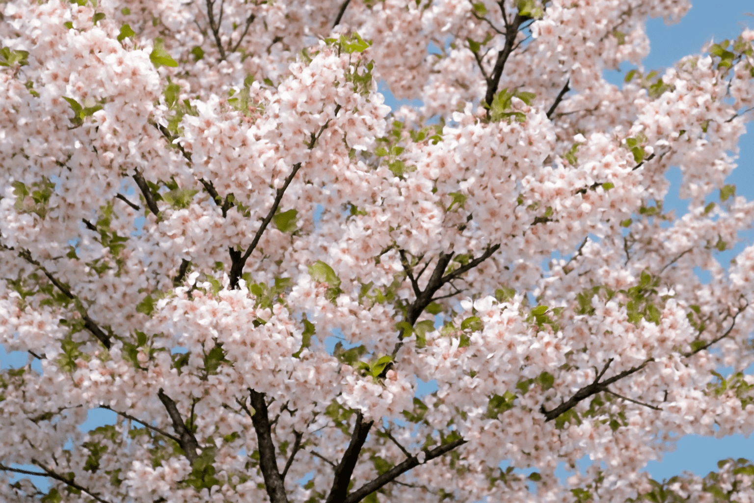 A close-up of a cherry blossom tree in full bloom, showcasing clusters of delicate pink flowers against a clear blue sky.