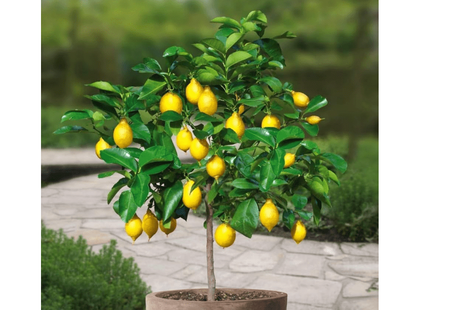 
Large Meyers Lemon Tree Live Plant Fruit Lemon Tree Yellow Lemons Plant 1-2 Foot Tall 1 Gal, Grow Outdoor