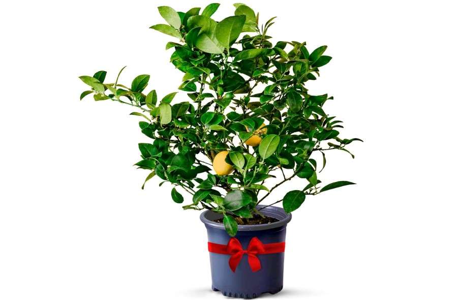  Meyer Lemon Trees Live Plants Outdoor - Dwarf Meyer Lemon Tree Potted Cannot Ship: CA/AZ/TX/LA – Mini Lemons Plant, Citrus Tree, Indoor Fruit Trees Live.