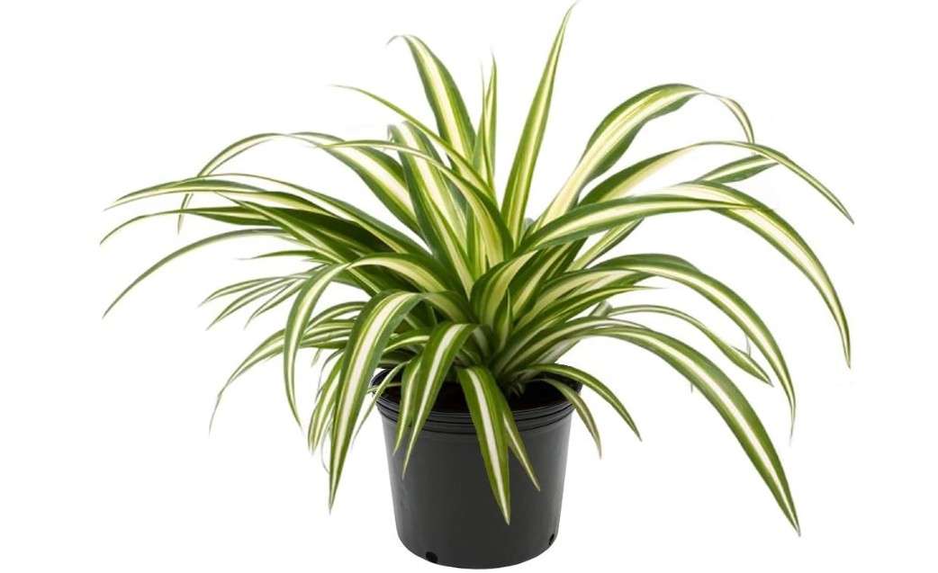  American Plant Exchange Spider Plant – 6-Inch Pot – Live Easy Care Indoor Houseplant, Air-Purifying, Pet-Friendly, Fast-Growing Trailing Plant for Home