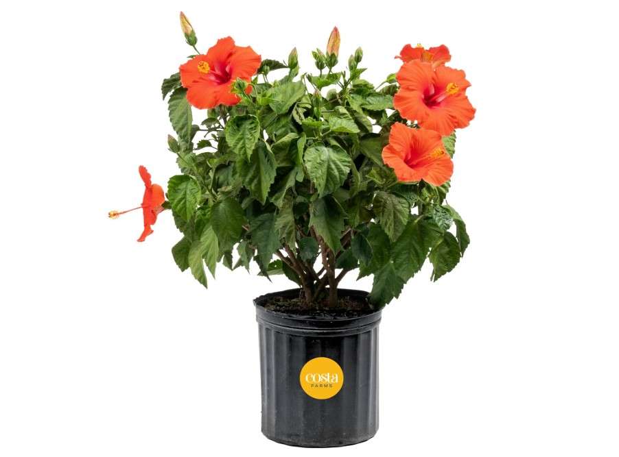 
Costa Farms Hibiscus Live Plant - 36" Tall Flowering Bush, Tropical Houseplant or Outdoor Garden Plant - Vibrant Blooms, Grower's Choice