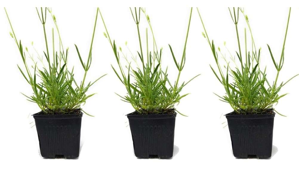 
L+ Lavender Royal Velvet Dark Purple Flower (4" Size Pots - 4 Live Plants)