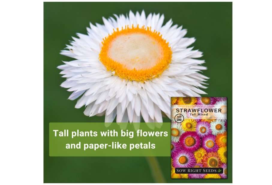  Sow Right Seeds - Tall Mixed Strawflower Seeds - Non-GMO Heirloom Packet with Instructions to Grow - Beautiful to Plant in Your Flower Garden - Cut Flower