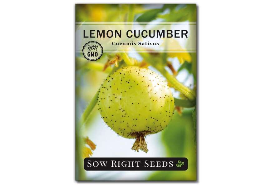  Sow Right Seeds - Lemon Cucumber Seeds for Planting - Non-GMO Heirloom Seeds with Instructions to Plant and Grow a Home Vegetable Garden - Unique Round.