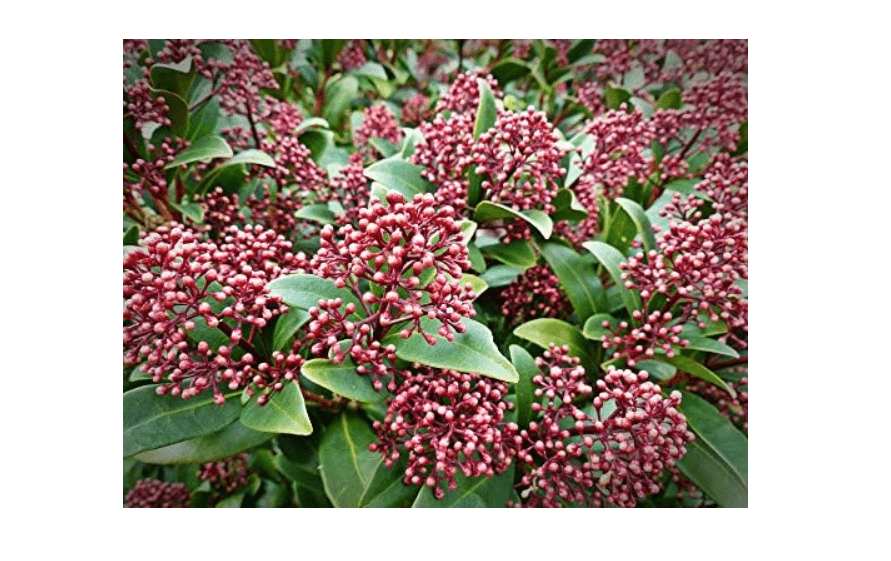 
Home Comforts Plant Berries Nature Skimmia Japonica-20 Inch By 30 Inch Laminated Poster With Bright Colors And Vivid Imagery-Fits Perfectly In Many
