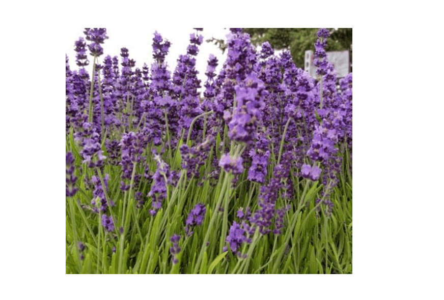 
Lavender Plants, Live Hidcote Blue Variety, 2.5 Quart Pots, Dark Purple Flowers, Set of 6 Live Plants