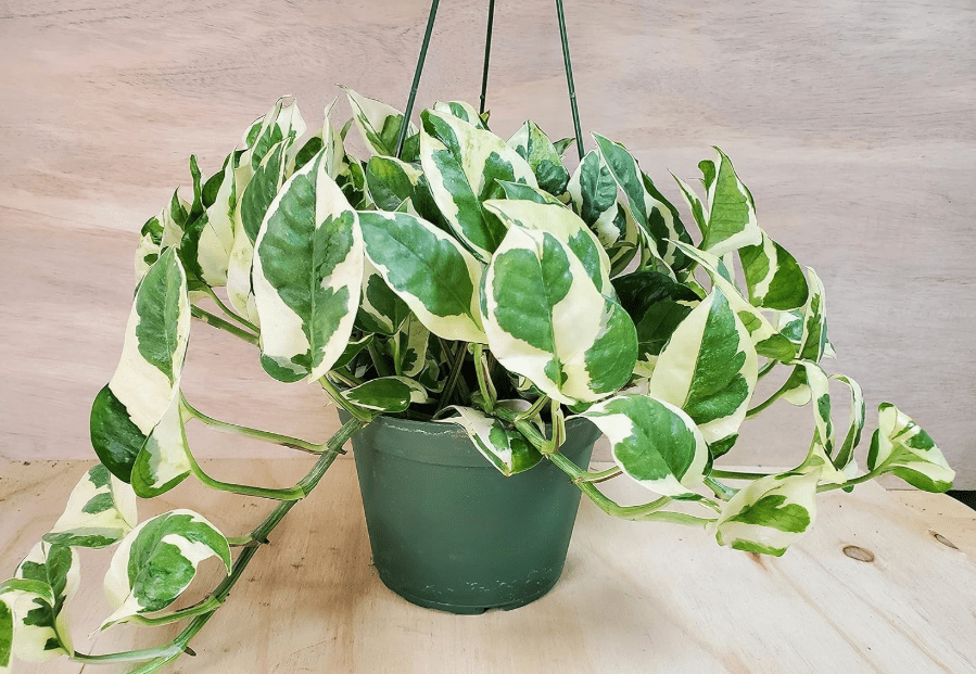 
Pothos N’Joy - Epipremnum aureum - Live Plants, Indoor House Plants (6" Pot) by 3exoticgreen