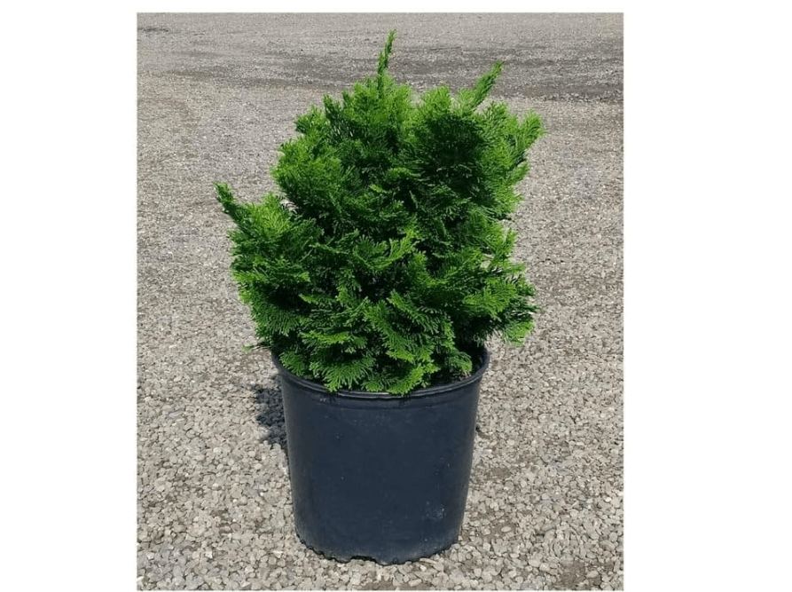 
Dwarf Hinoki Cypress